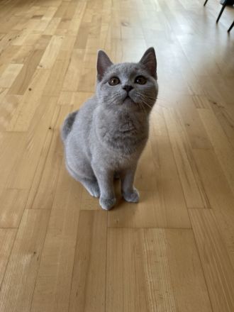 BKH Kitten mit Stammbaum auszugsbereit 2x geimpft