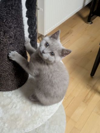 BKH Kitten mit Stammbaum auszugsbereit 2x geimpft