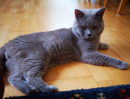 BKH Kitten mit Stammbaum auszugsbereit 2x geimpft