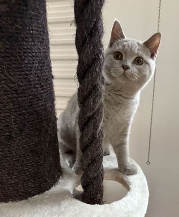 BKH Kitten mit Stammbaum auszugsbereit 2x geimpft