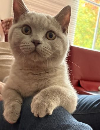 BKH Kitten mit Stammbaum auszugsbereit 2x geimpft