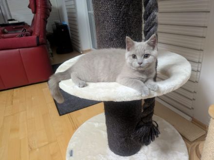 BKH Kitten mit Stammbaum auszugsbereit 2x geimpft