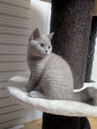 BKH Kitten mit Stammbaum auszugsbereit 2x geimpft