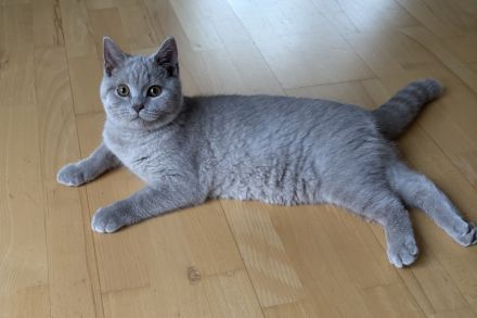 BKH Kitten mit Stammbaum auszugsbereit 2x geimpft