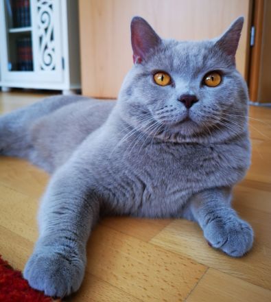 BKH Kitten mit Stammbaum auszugsbereit 2x geimpft