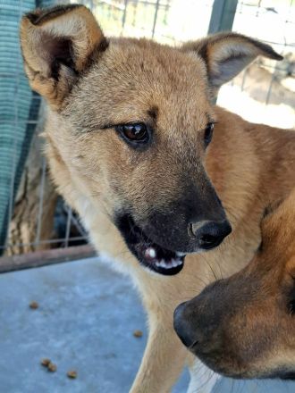 Siri sucht ihr Für-immer-Zuhause