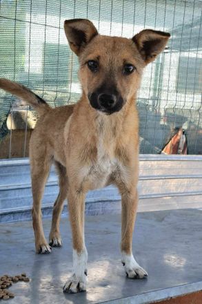 Siri sucht ihr Für-immer-Zuhause