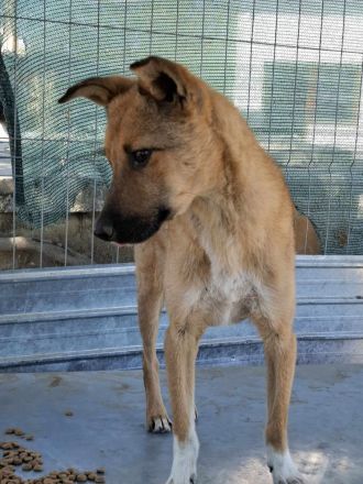 Siri sucht ihr Für-immer-Zuhause