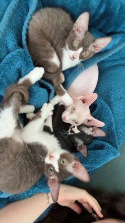 Verkauf: 2 liebevolle Sphynx-Katzen - nur im Doppelpack