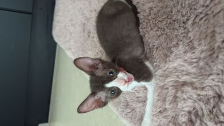 Verkauf: 2 liebevolle Sphynx-Katzen - nur im Doppelpack