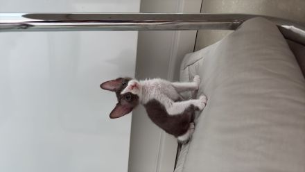 Verkauf: 2 liebevolle Sphynx-Katzen - nur im Doppelpack