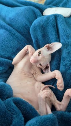 Verkauf: 2 liebevolle Sphynx-Katzen - nur im Doppelpack