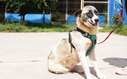 Liebenswerte Manja sucht ihre zweite Chance