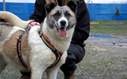 Liebenswerte Manja sucht ihre zweite Chance