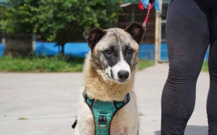 Liebenswerte Manja sucht ihre zweite Chance