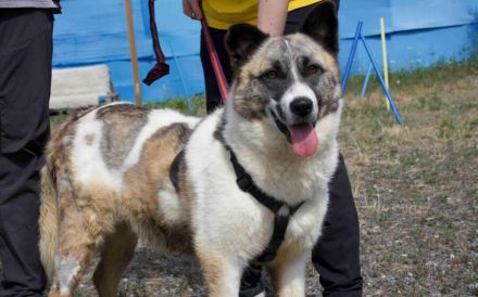Liebenswerte Manja sucht ihre zweite Chance