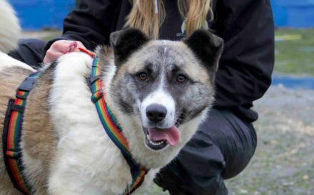 Liebenswerte Manja sucht ihre zweite Chance