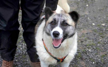 Liebenswerte Manja sucht ihre zweite Chance