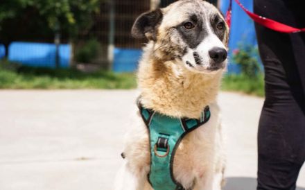 Liebenswerte Manja sucht ihre zweite Chance