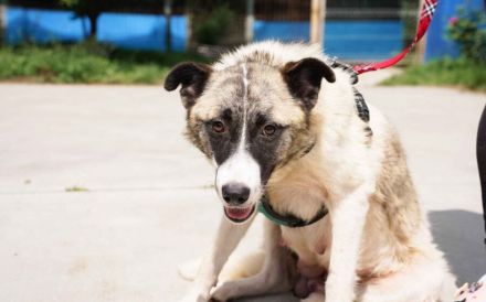 Liebenswerte Manja sucht ihre zweite Chance