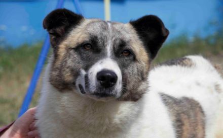 Liebenswerte Manja sucht ihre zweite Chance
