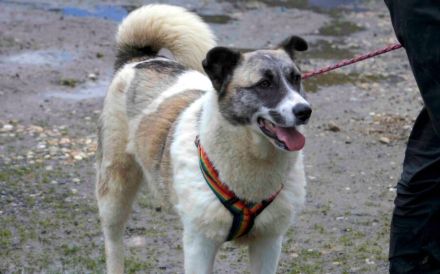 Liebenswerte Manja sucht ihre zweite Chance