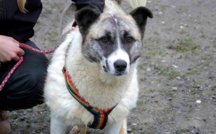 Liebenswerte Manja sucht ihre zweite Chance