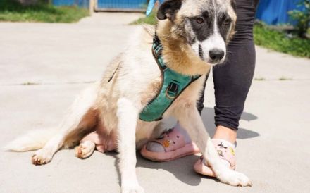 Liebenswerte Manja sucht ihre zweite Chance