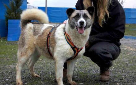 Liebenswerte Manja sucht ihre zweite Chance