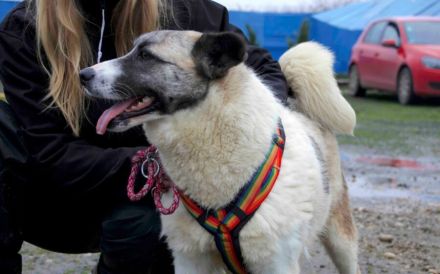 Liebenswerte Manja sucht ihre zweite Chance