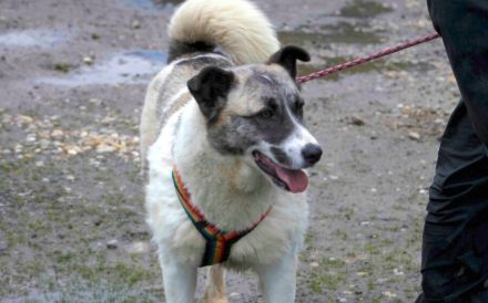 Liebenswerte Manja sucht ihre zweite Chance