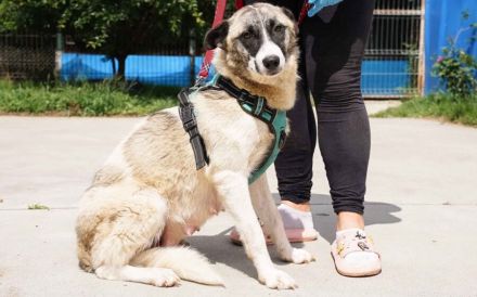 Liebenswerte Manja sucht ihre zweite Chance