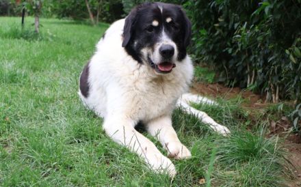 Sanfter Riese Benschi sucht Zuhause