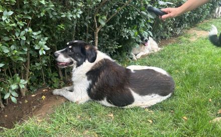 Sanfter Riese Benschi sucht Zuhause