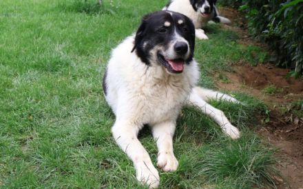 Sanfter Riese Benschi sucht Zuhause