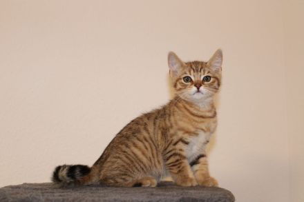 Bkh Kitten