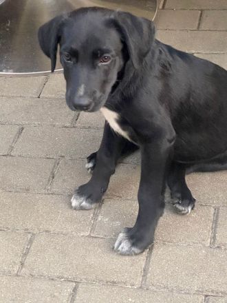 Süßer Paddy sucht seine Familie