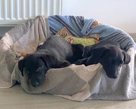 Süßer Paddy sucht seine Familie