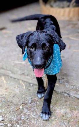 Süßer Paddy sucht seine Familie