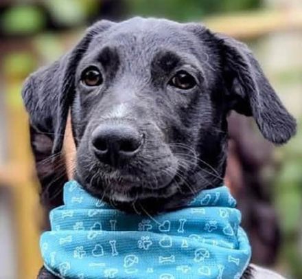 Süßer Paddy sucht seine Familie