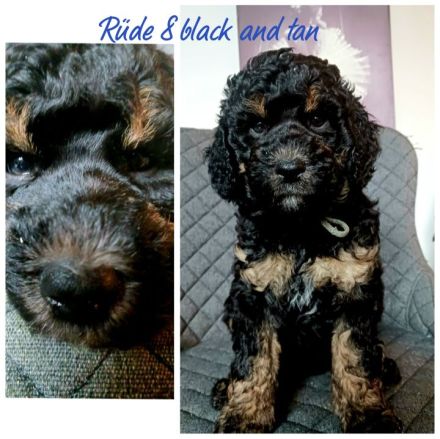 Großpudel Königspudel Ahnentafel