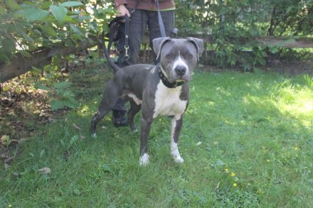 Bruno, Staffordshire Terrier, geb. 2023, junger, sportlicher Rüde sucht Zuhause