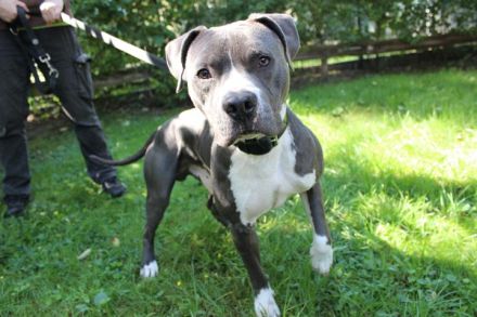 Bruno, Staffordshire Terrier, geb. 2023, junger, sportlicher Rüde sucht Zuhause