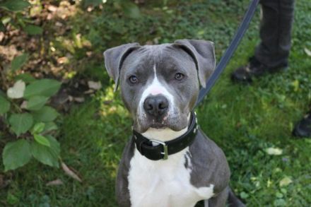 Bruno, Staffordshire Terrier, geb. 2023, junger, sportlicher Rüde sucht Zuhause