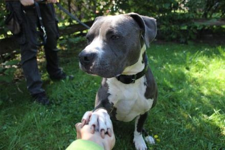 Bruno, Staffordshire Terrier, geb. 2023, junger, sportlicher Rüde sucht Zuhause