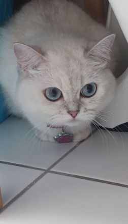 Britischkurzhaar Katze 2 Jahre jung sucht ein liebevolles zuhause