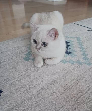 Britischkurzhaar Katze 2 Jahre jung sucht ein liebevolles zuhause