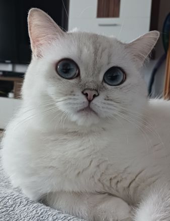 Britischkurzhaar Katze 2 Jahre jung sucht ein liebevolles zuhause