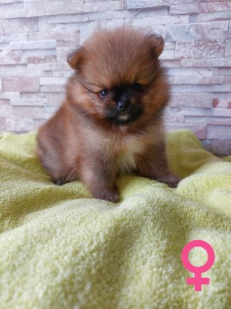 3 wundervolle Pomeranian-Spitz-Welpen