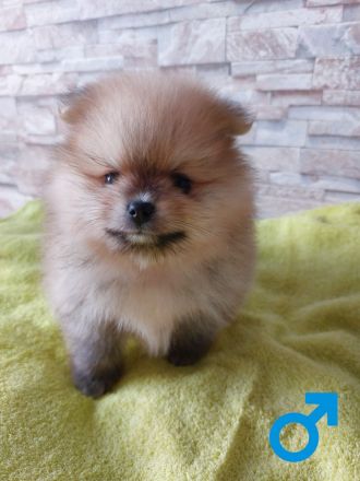 3 wundervolle Pomeranian-Spitz-Welpen